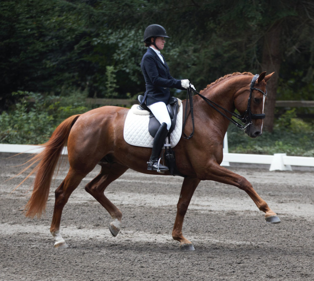 Alyssa Pitts Dressage | Geronimo R